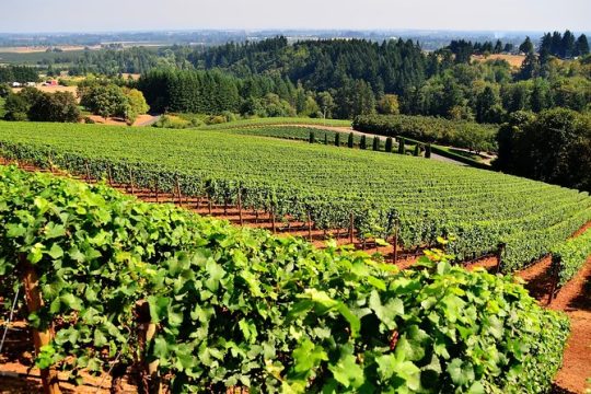 Napa Valley Wine Tasting Tour Customized private tours