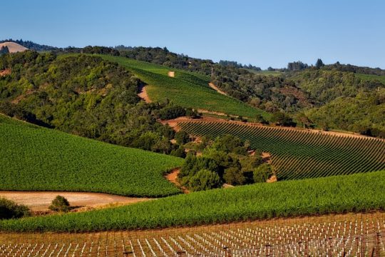 Napa Valley Wine Tasting Tour 7 to 10 Hours max 14 passenger