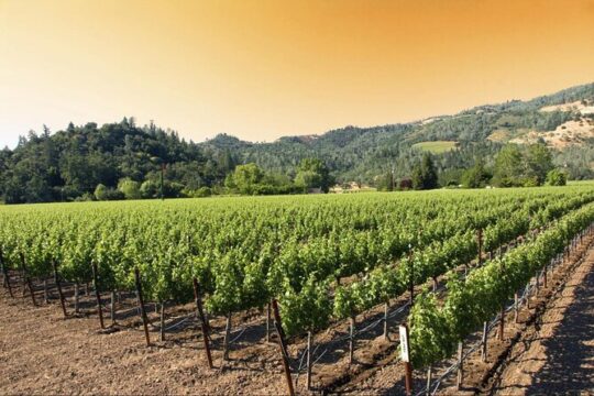 Custom Private 6-Hour Napa or Sonoma Wine Tour in Luxury Vehicle